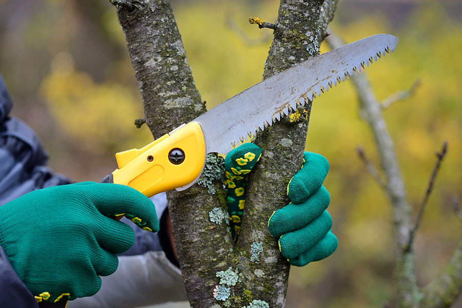serated-tool-being-used-for-pruning-bedford-tx