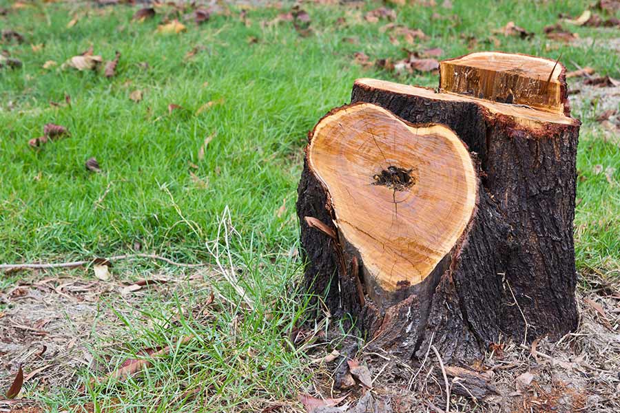 tree-stump-in-ground-bedford-tx