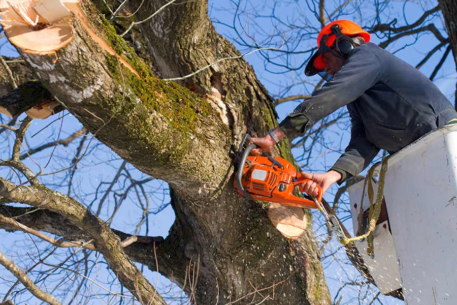 man-in-bucket-trimming-tree-with-chainsaw-bedford-tx