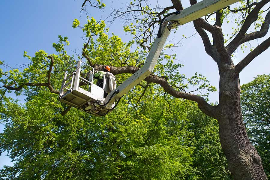 tree-removal-worker-in-bucket-bedford-tx